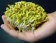 E-Coli Infection: Egyptian Link Discovered